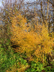 Asparagus officinalis